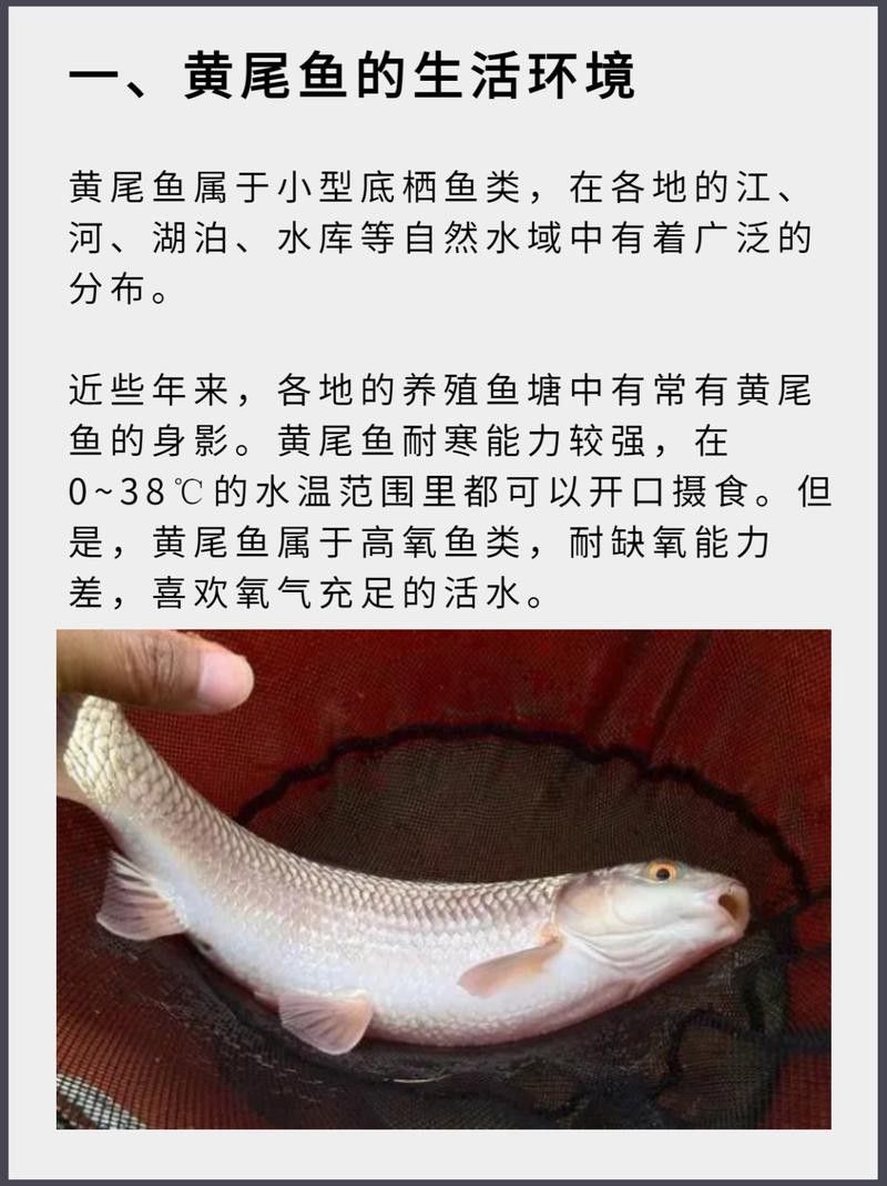 黃尾龍魚有哪些品種（黃尾龍魚與其他龍魚品種如何區分黃尾龍魚與其他龍魚品種）