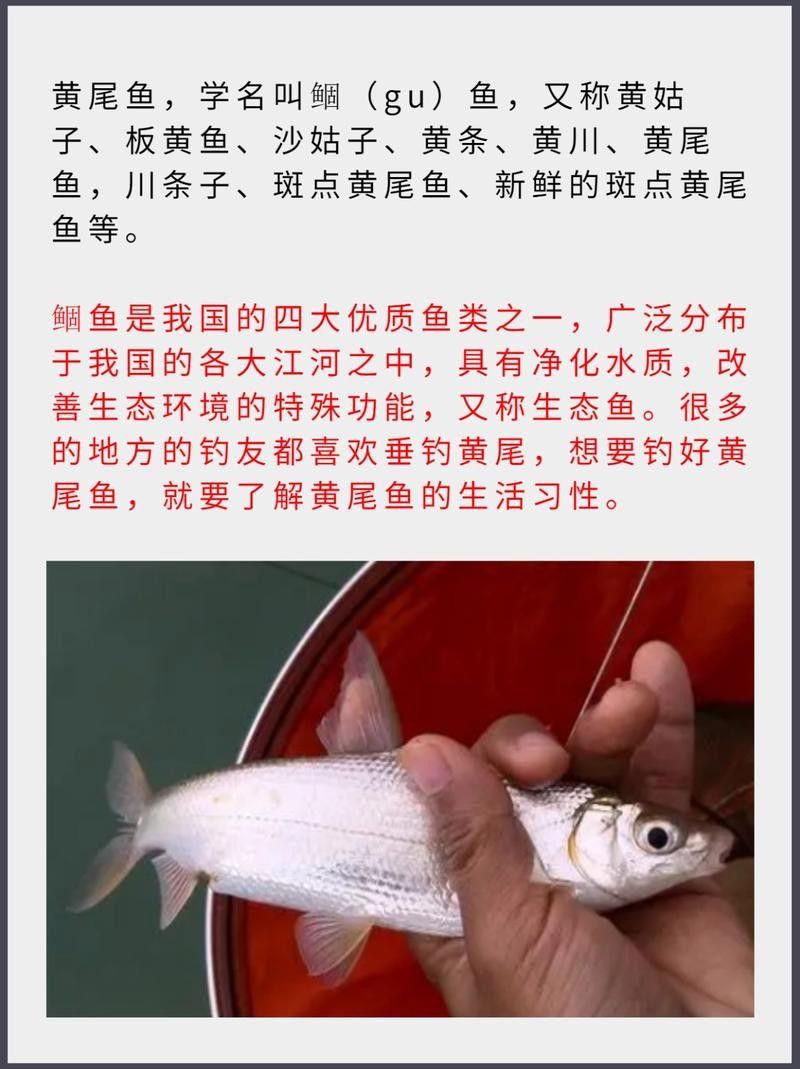黃尾龍魚有哪些品種（黃尾龍魚與其他龍魚品種如何區分黃尾龍魚與其他龍魚品種）