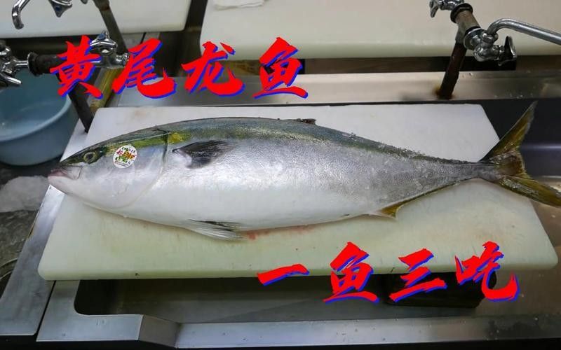 黃尾龍魚有哪些品種（黃尾龍魚與其他龍魚品種如何區分黃尾龍魚與其他龍魚品種）