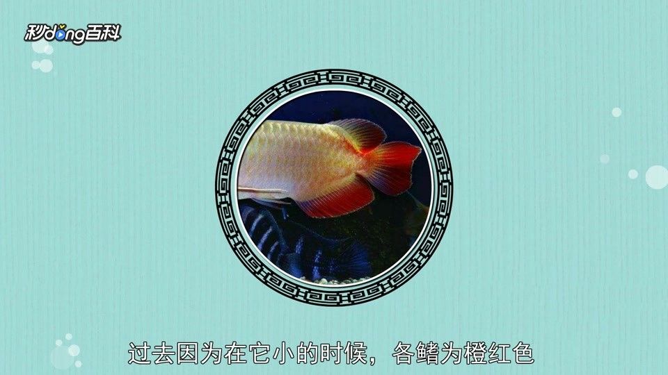 黃尾龍魚有哪些品種（黃尾龍魚與其他龍魚品種如何區分黃尾龍魚與其他龍魚品種）