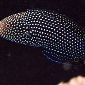 黃尾龍魚有哪些品種（黃尾龍魚與其他龍魚品種如何區分黃尾龍魚與其他龍魚品種）