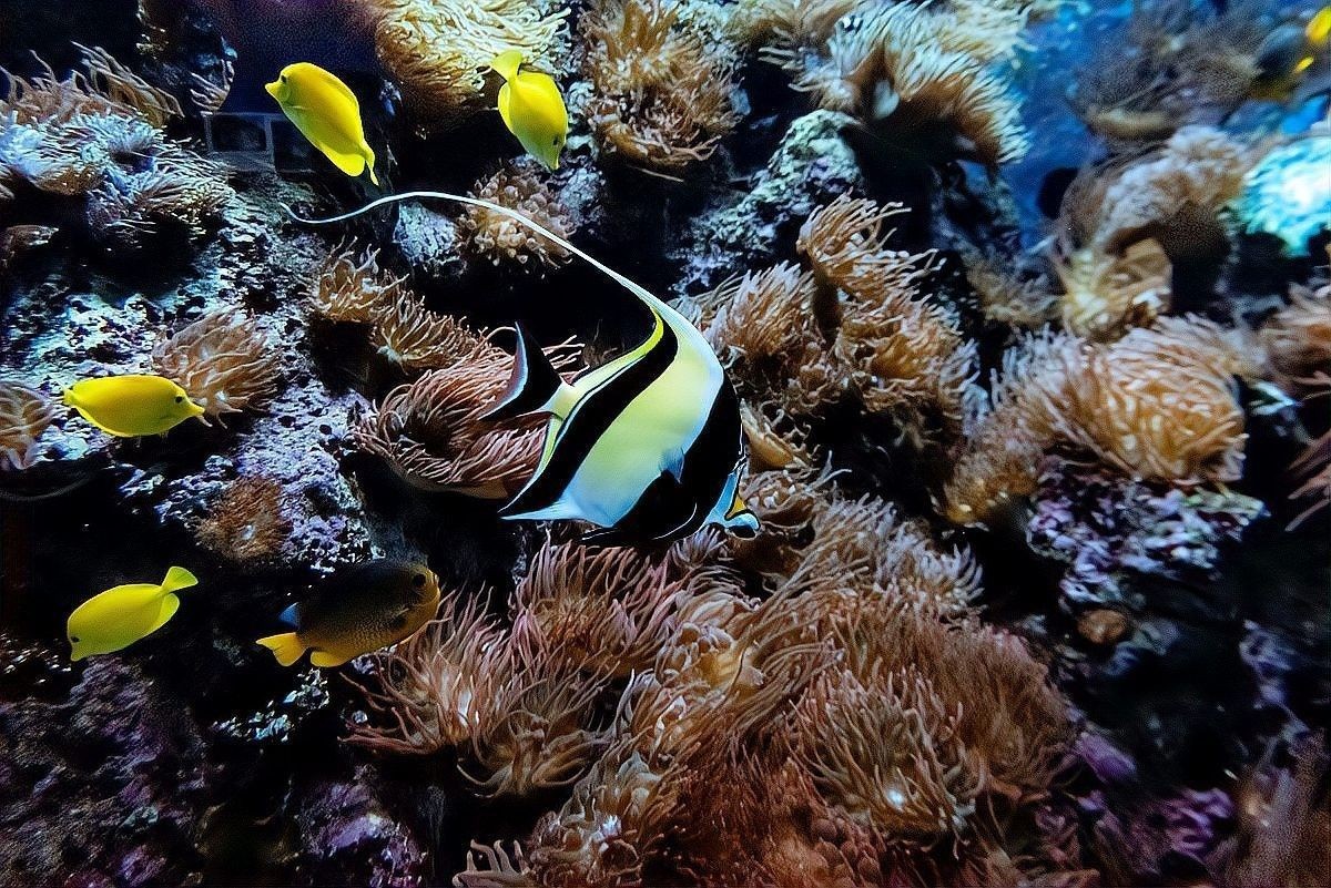 龍魚死亡后需要全缸換水嗎（魚死亡后需要全缸換水嗎魚缸換水的正確方法大揭秘）