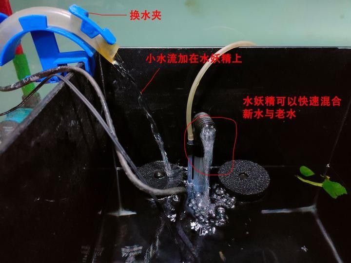 龍魚死亡后需要全缸換水嗎（魚死亡后需要全缸換水嗎魚缸換水的正確方法大揭秘）