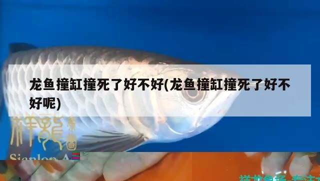 龍魚撞缸撞死了好不好(龍魚撞缸撞死了好不好呢)（招財魚瘋狂撞缸死了）