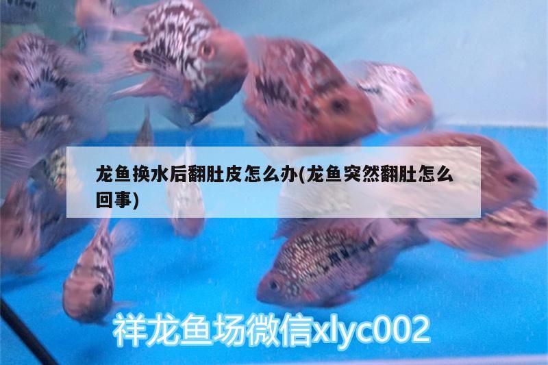 龍魚換水后翻肚皮怎么辦(龍魚突然翻肚怎么回事)（清道夫魚換水翻肚皮怎么回事，清道夫魚翻肚皮怎么辦）