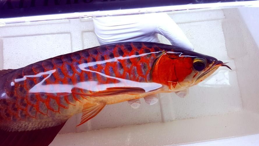 哪里可以找到高清的野生赤血紅龍魚圖片（尋找高清野生赤血紅龍魚）