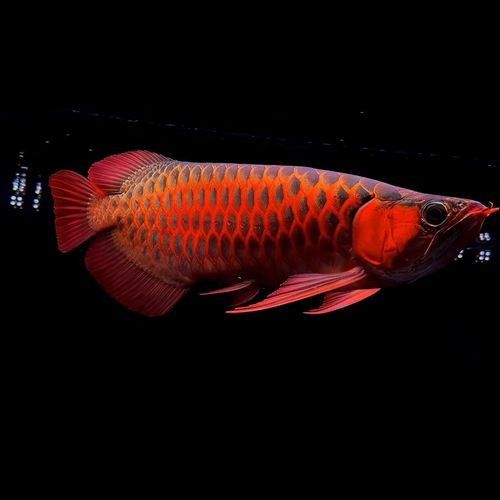 哪里可以找到高清的野生赤血紅龍魚圖片（尋找高清野生赤血紅龍魚）