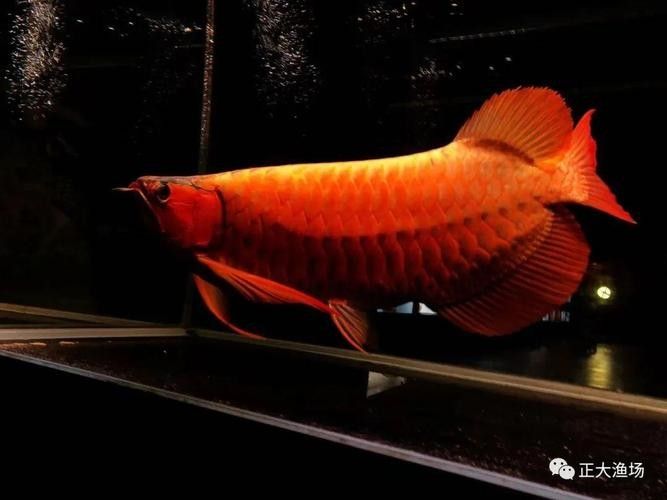 哪里可以找到高清的野生赤血紅龍魚圖片（尋找高清野生赤血紅龍魚）