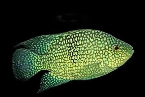 德州豹魚混養需要哪些躲避物？（德州豹魚混養所需的躲避物）