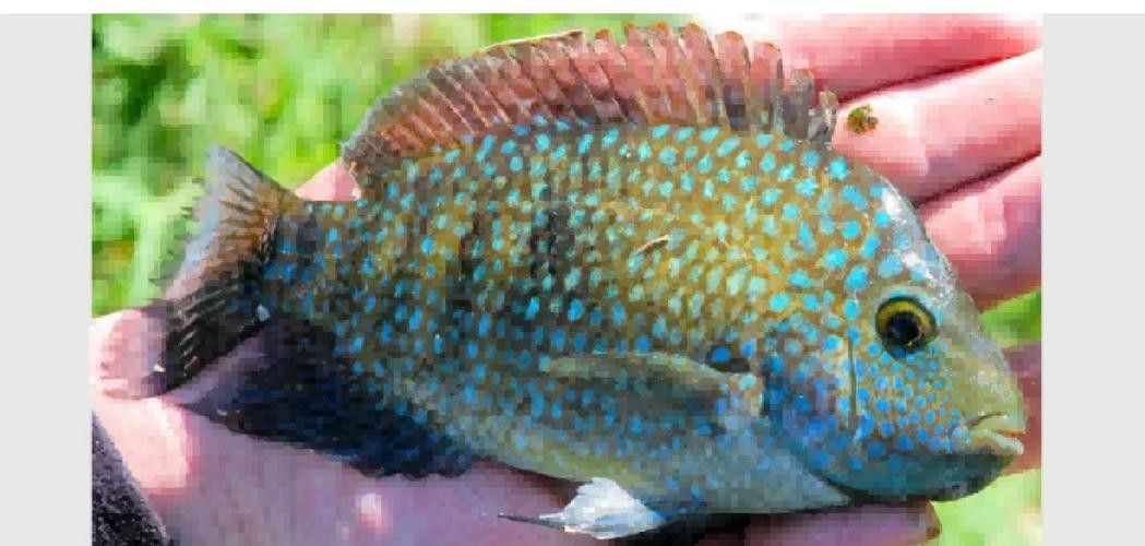 德州豹魚混養需要哪些躲避物？（德州豹魚混養所需的躲避物）