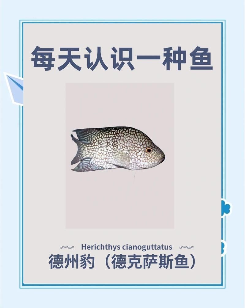 德州豹魚混養需要哪些躲避物？（德州豹魚混養所需的躲避物）