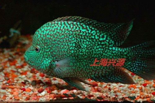 德州豹魚混養需要哪些躲避物？（德州豹魚混養所需的躲避物）