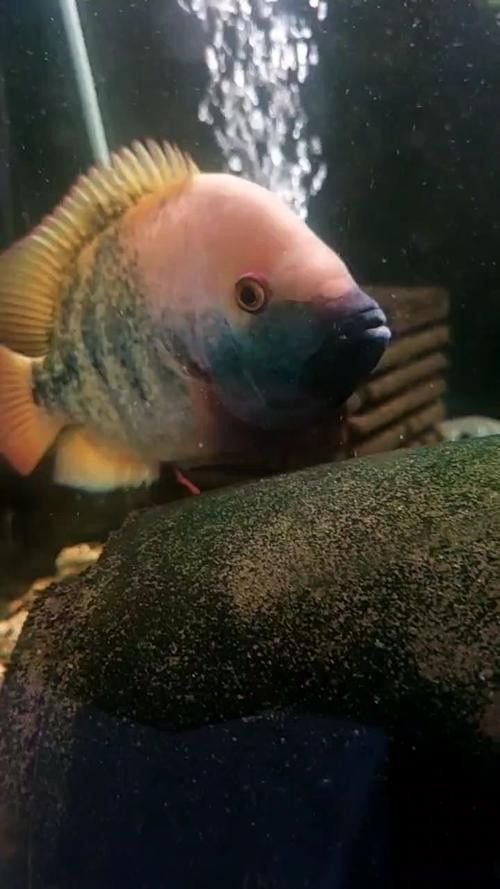 德州豹魚混養需要哪些躲避物？（德州豹魚混養所需的躲避物）