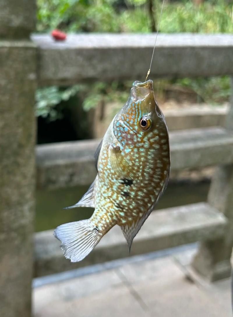 德州豹魚混養需要哪些躲避物？（德州豹魚混養所需的躲避物）