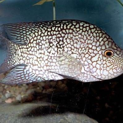 德州豹魚混養需要哪些躲避物？（德州豹魚混養所需的躲避物）