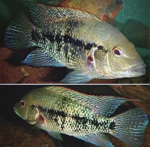 德州豹魚混養需要哪些躲避物？（德州豹魚混養所需的躲避物）