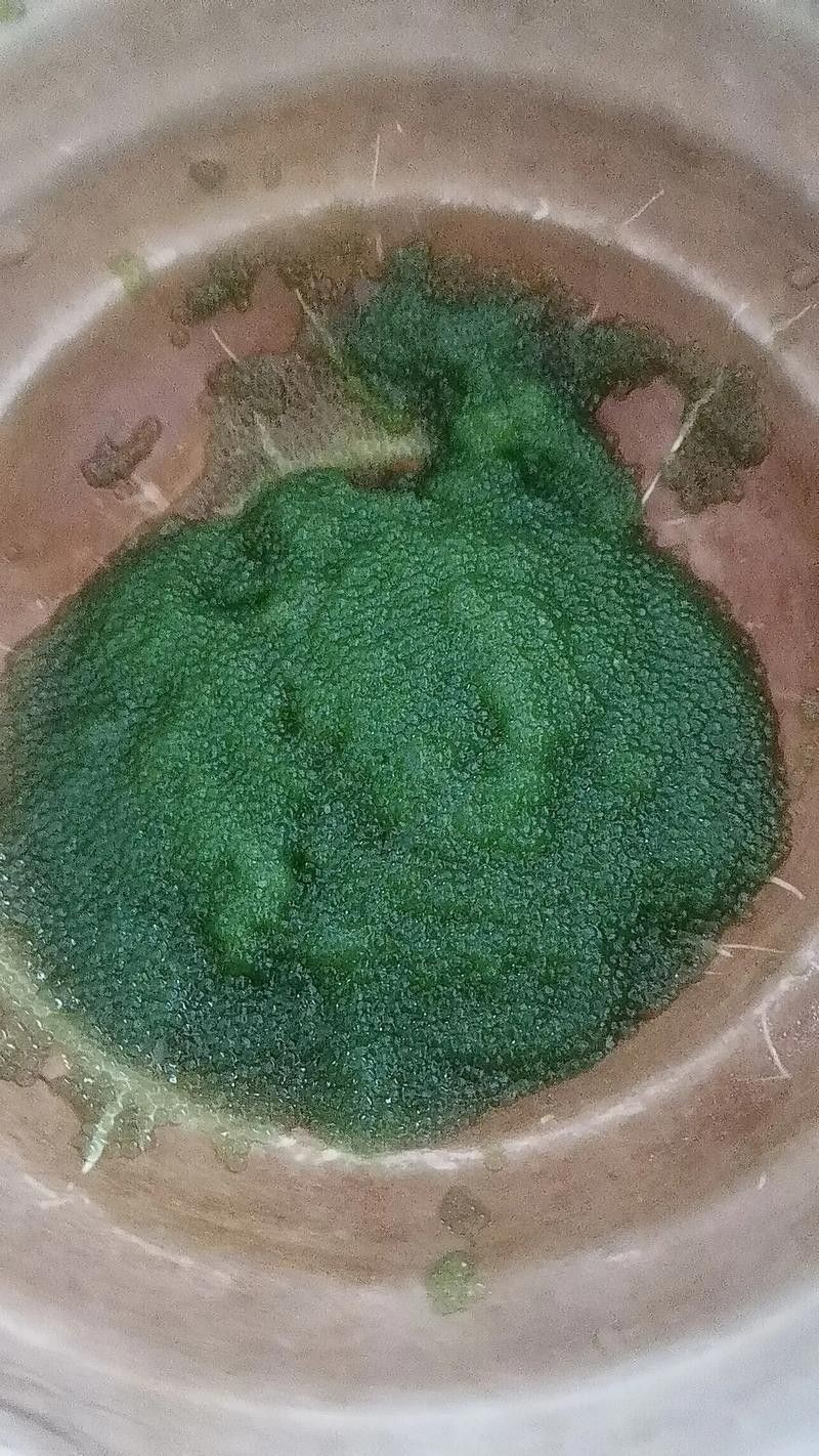 給我一些麗江龍魚卵的圖片（麗江龍魚卵）