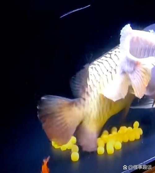 給我一些麗江龍魚卵的圖片（麗江龍魚卵）