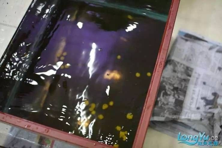 給我一些麗江龍魚卵的圖片（麗江龍魚卵）