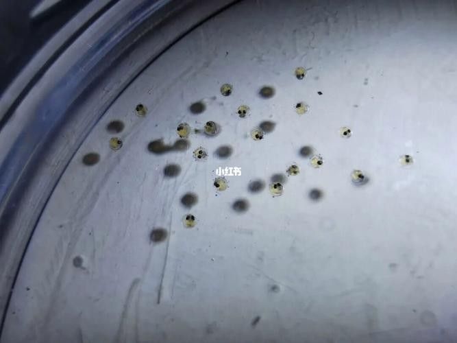 給我一些麗江龍魚卵的圖片（麗江龍魚卵）