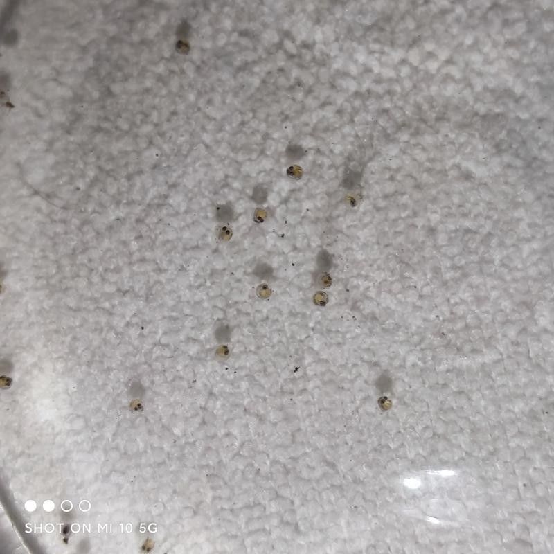 給我一些麗江龍魚卵的圖片（麗江龍魚卵）