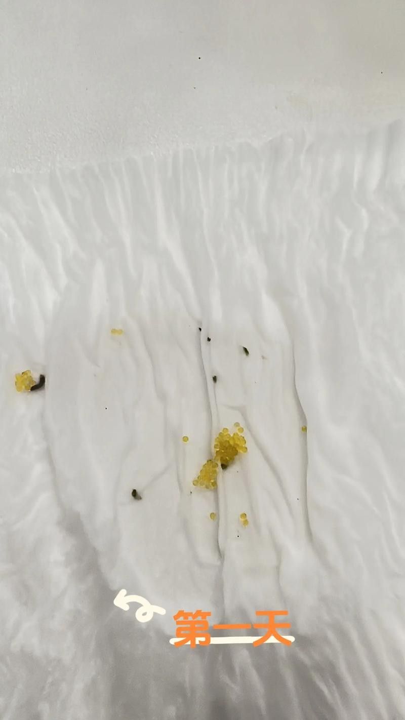給我一些麗江龍魚卵的圖片（麗江龍魚卵）
