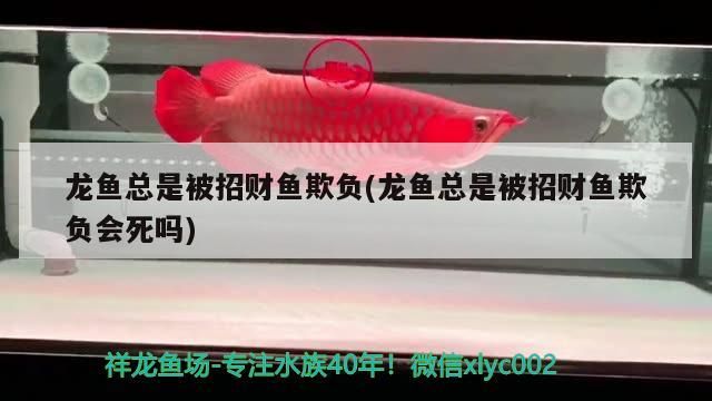 龍魚(yú)總是被招財(cái)魚(yú)欺負(fù)(龍魚(yú)總是被招財(cái)魚(yú)欺負(fù)會(huì)死嗎)