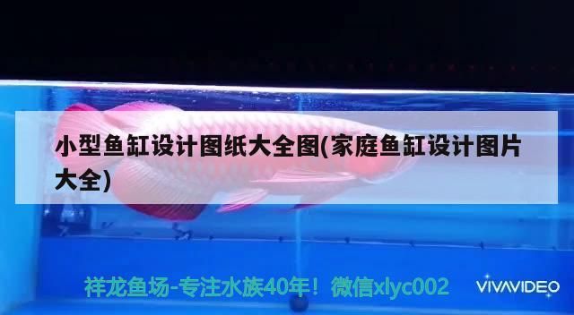 雁塔哪個水族館龍魚好？祥龍魚場龍魚（北京雁塔區(qū)哪個水族館的龍魚表現(xiàn)最為出色，通過綜合比較）