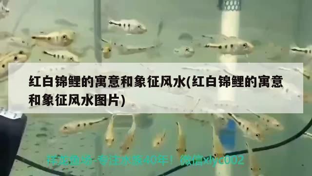 紅白錦鯉的寓意和象征風水(紅白錦鯉的寓意和象征風水圖片)（紅白錦鯉的寓意和象征） 紅白錦鯉的寓意和象征風水(紅白錦鯉的寓意和象征風水圖片)（紅白錦鯉的寓意和象征） 觀賞魚百科