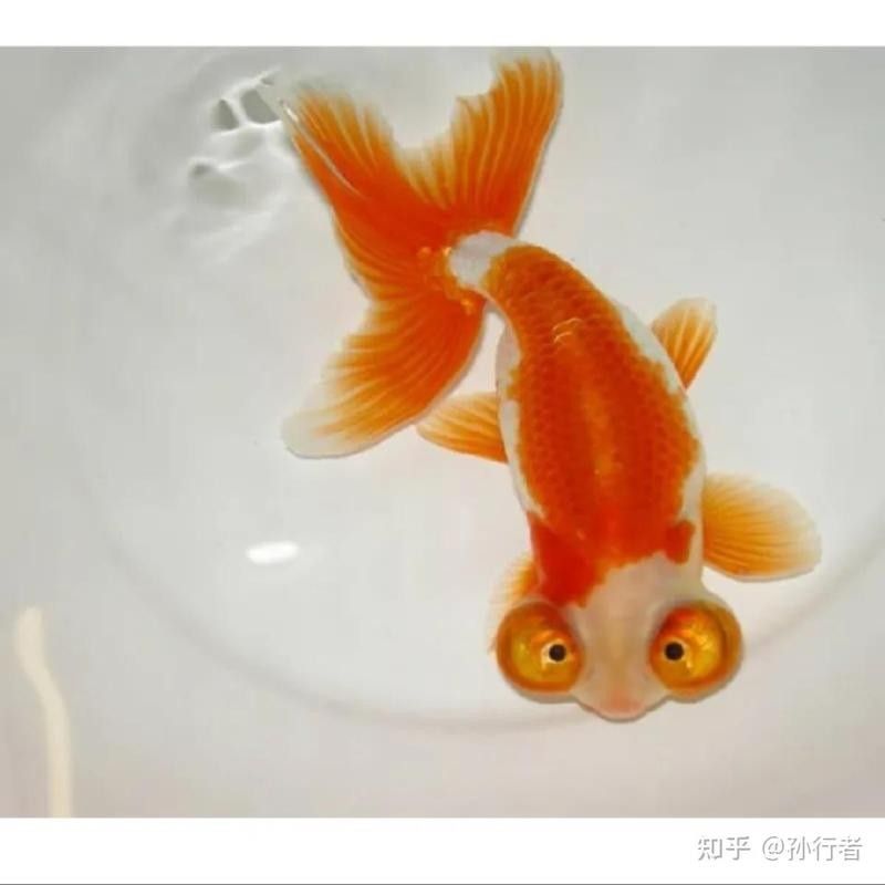 金龍魚不打氧會死嗎（金龍魚不打氧會死？）
