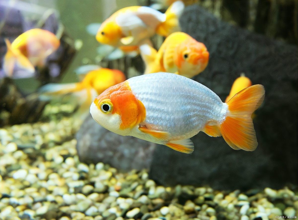 金龍魚不打氧會死嗎（金龍魚不打氧會死？）