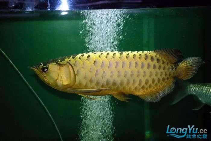 青龍魚圖片青鱗(青龍魚百度百科)