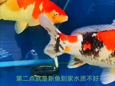 龍魚維他命多久見效？（抖音海洋水族用品展開龍魚維他命使用過量怎么辦）