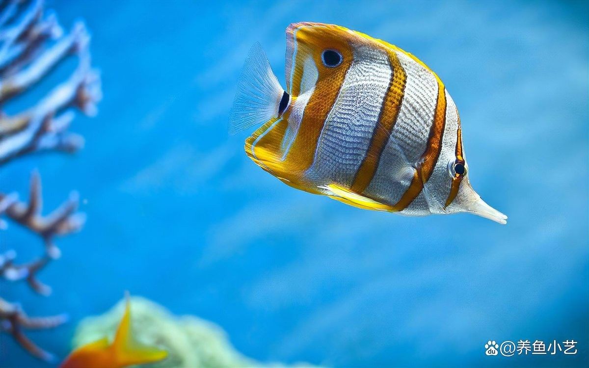 龍魚維他命多久見效？（抖音海洋水族用品展開龍魚維他命使用過量怎么辦）