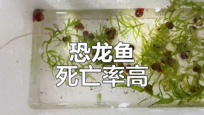 六角恐龍魚放生后能生存嗎？（六角恐龍魚放生后存活率低且危害生態應嚴格避免此類行為） 六角恐龍魚放生后能生存嗎？（六角恐龍魚放生后存活率低且危害生態應嚴格避免此類行為） 龍魚百科 第1張