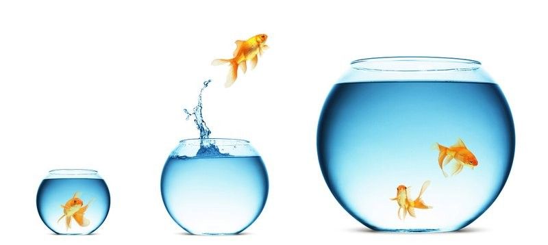 金龍魚群在水族館中的照片（金龍魚群在水族館中的照片展示了一群色彩斑斕的金龍魚） 金龍魚群在水族館中的照片（金龍魚群在水族館中的照片展示了一群色彩斑斕的金龍魚） 龍魚百科