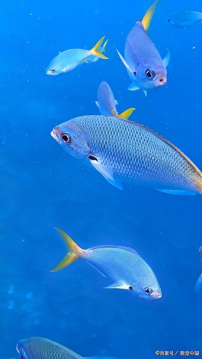 麗江龍魚卵如何孵化？