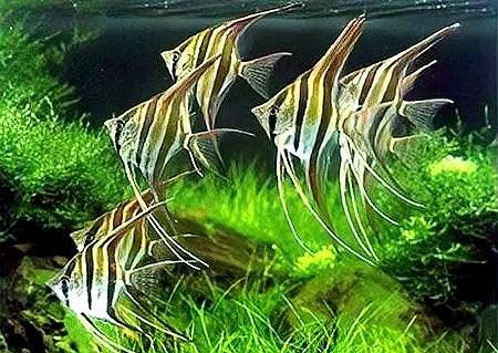 1.2米魚(yú)缸能養(yǎng)幾條燕魚(yú)？（1.2米的魚(yú)缸能養(yǎng)幾條燕魚(yú)）