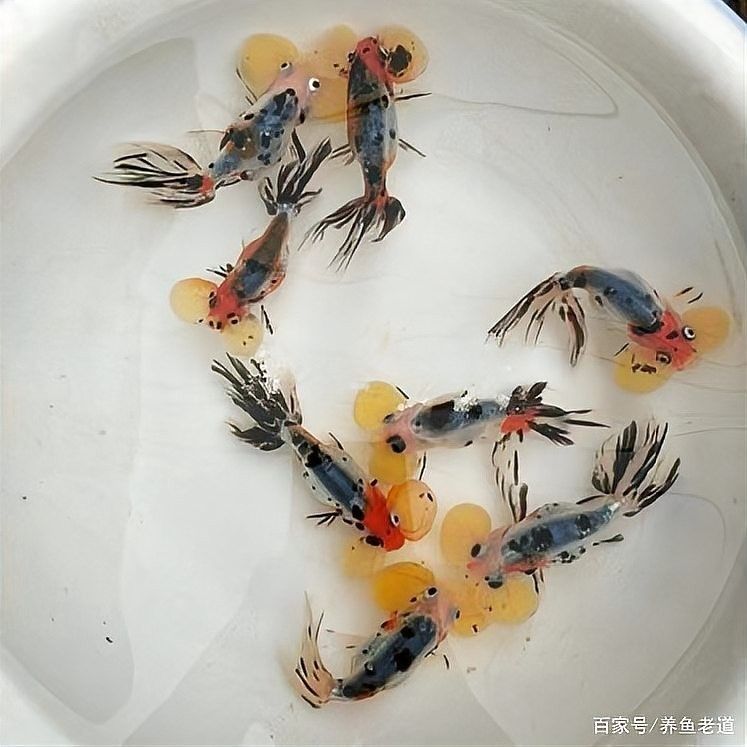 1.2米魚(yú)缸能養(yǎng)幾條燕魚(yú)？（1.2米的魚(yú)缸能養(yǎng)幾條燕魚(yú)）