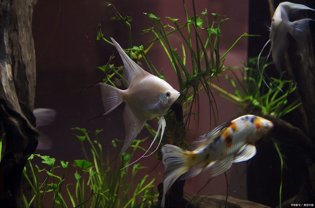 1.2米魚(yú)缸能養(yǎng)幾條燕魚(yú)？（1.2米的魚(yú)缸能養(yǎng)幾條燕魚(yú)）
