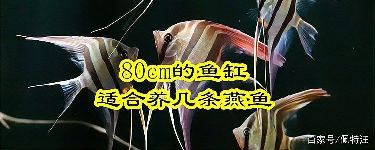 1.2米魚(yú)缸能養(yǎng)幾條燕魚(yú)？（1.2米的魚(yú)缸能養(yǎng)幾條燕魚(yú)）