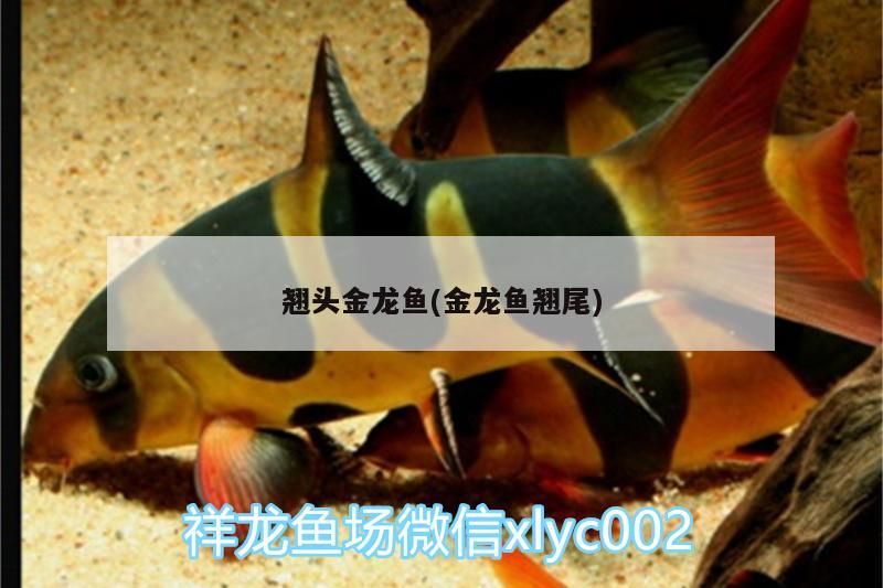 青龍魚 翹頭金龍魚(金龍魚翹尾) 觀賞魚百科 翹頭金龍魚(金龍魚翹尾) 翹頭金龍魚(金龍魚翹尾) 觀賞魚百科