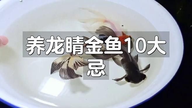 如何預(yù)防龍睛魚常見疾?。埦痿~養(yǎng)不好這三大禁忌千萬別踩）