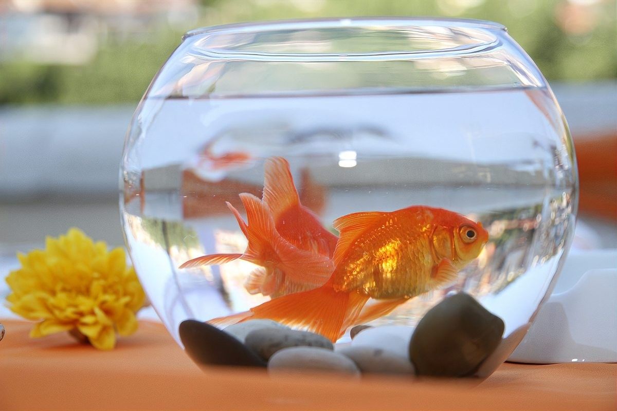 如何預(yù)防龍睛魚常見疾病（龍睛金魚養(yǎng)不好這三大禁忌千萬別踩）