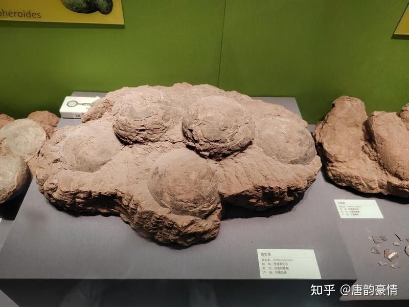 如何辨別魚龍化石的真?zhèn)危ㄈ绾伪鎰e魚龍化石的真?zhèn)危派飳W(xué)中的重要研究對(duì)象）