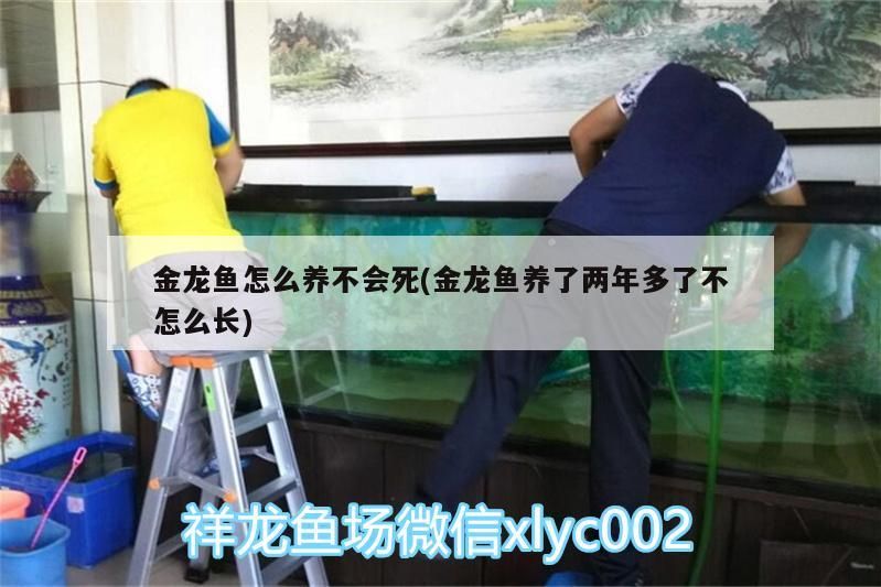 金龍魚怎么養(yǎng)不會死(金龍魚養(yǎng)了兩年多了不怎么長) 金龍魚怎么養(yǎng)不會死(金龍魚養(yǎng)了兩年多了不怎么長) 觀賞魚百科