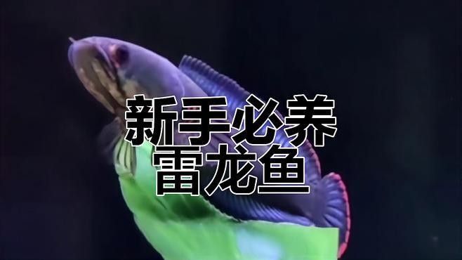 哪種雷龍魚最適合新手繁殖