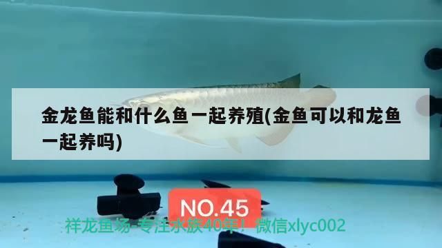 雷龍魚苗跳缸嗎怎么回事：雷龍魚跳缸原因（雷龍魚為什么會跳缸？）
