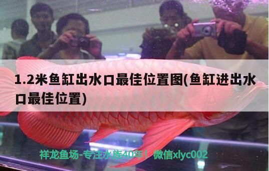 1.2米魚缸出水口最佳位置圖(魚缸進(jìn)出水口最佳位置)（1.2米魚缸出水口最佳位置圖）