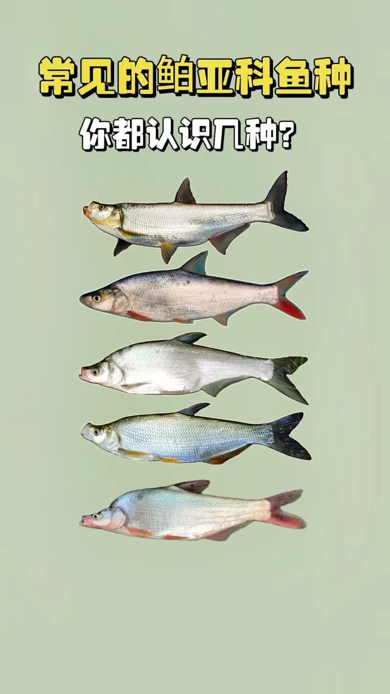 能提供翹嘴魚和金龍魚的具體圖片嗎（翹嘴魚和金龍魚的區別） 能提供翹嘴魚和金龍魚的具體圖片嗎（翹嘴魚和金龍魚的區別） 龍魚百科 第4張